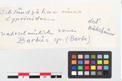 Foto von Tierzahn (NHMW-PRAE-024245)